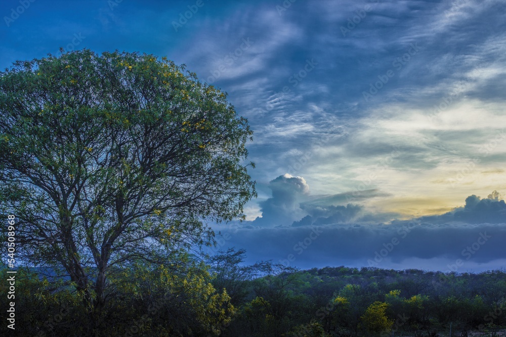 Fototapeta premium árvore em um campo