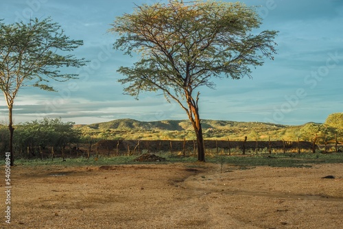 árvore em um campo