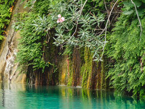 Foto Creeper plants and Nerium oleander in turquoise water of river in Goynuk Canyon