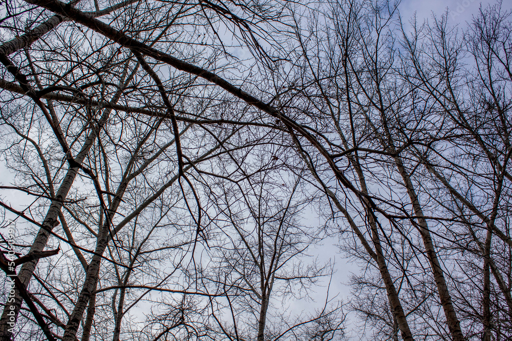Depressive and sad view of the sky, through the branches of trees Depressive and sad view of the sky, through the branches of trees