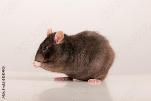 portrait of a domestic rat closeup