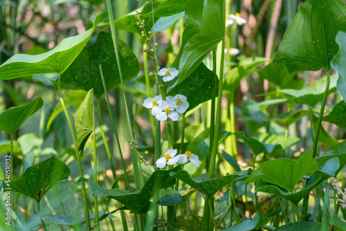 A Flowering Arrowhead Plant On The Local Pond In August