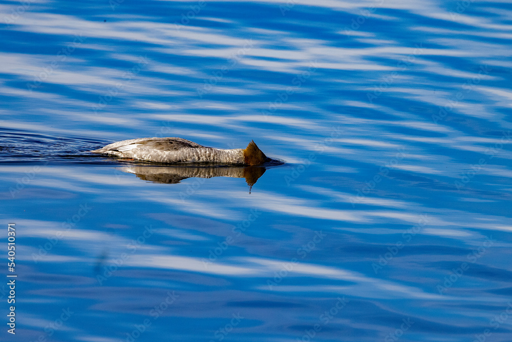 Female Red-Breasted Merganser,Milltersager,Tukkakoselo.A large, slim, and long-bodied diving duck with a fairly long neck and a long, thin, serrated bill,,Norrland,Skellefteå,Sweden,scandinavia,Europe Female Red-Breasted Merganser,Milltersager,Tukkakoselo.A large, slim, and long-bodied diving duck with a fairly long neck and a long, thin, serrated bill,,Norrland,Skellefteå,Sweden,scandinavia,Europe