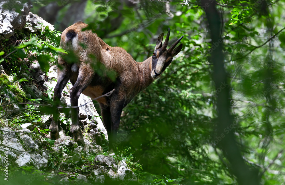 Chamois (Rupicapra rupicapra) portrait de mâle en été profitant de la fraicheur de la forêt. Alpes; France