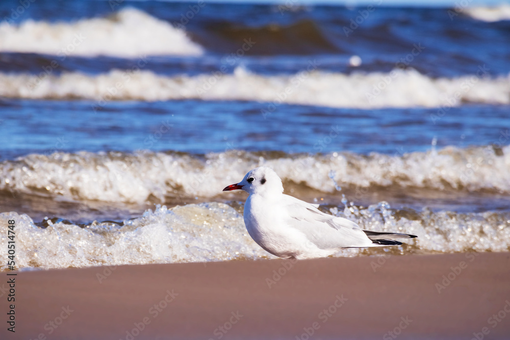 Latvian traditional white bird seagull on a beach background with waves Latvian traditional white bird seagull on a beach background with waves
