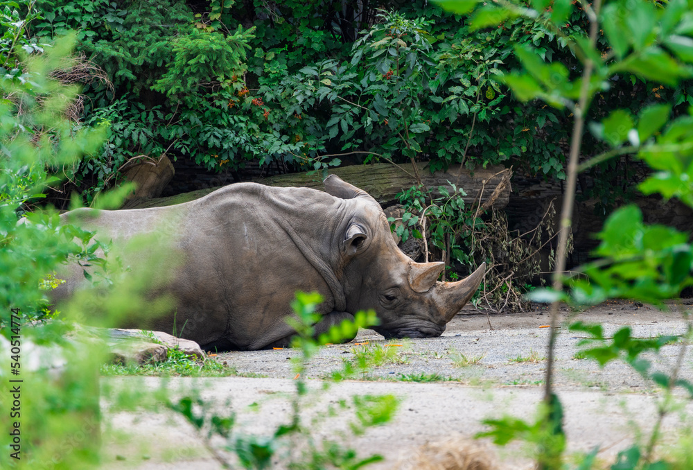 Fototapeta premium white rhino walking in the grass