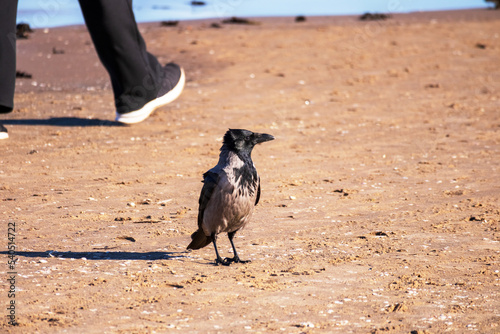 A black crow walking on the beach sand where in the background there are people legs wearng black pants and shoes photo