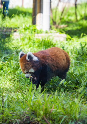 panda in the grass