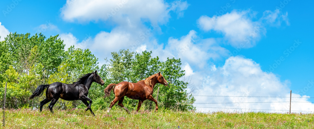 Beautiful wild horses run along the top of a ridge Beautiful wild horses run along the top of a ridge