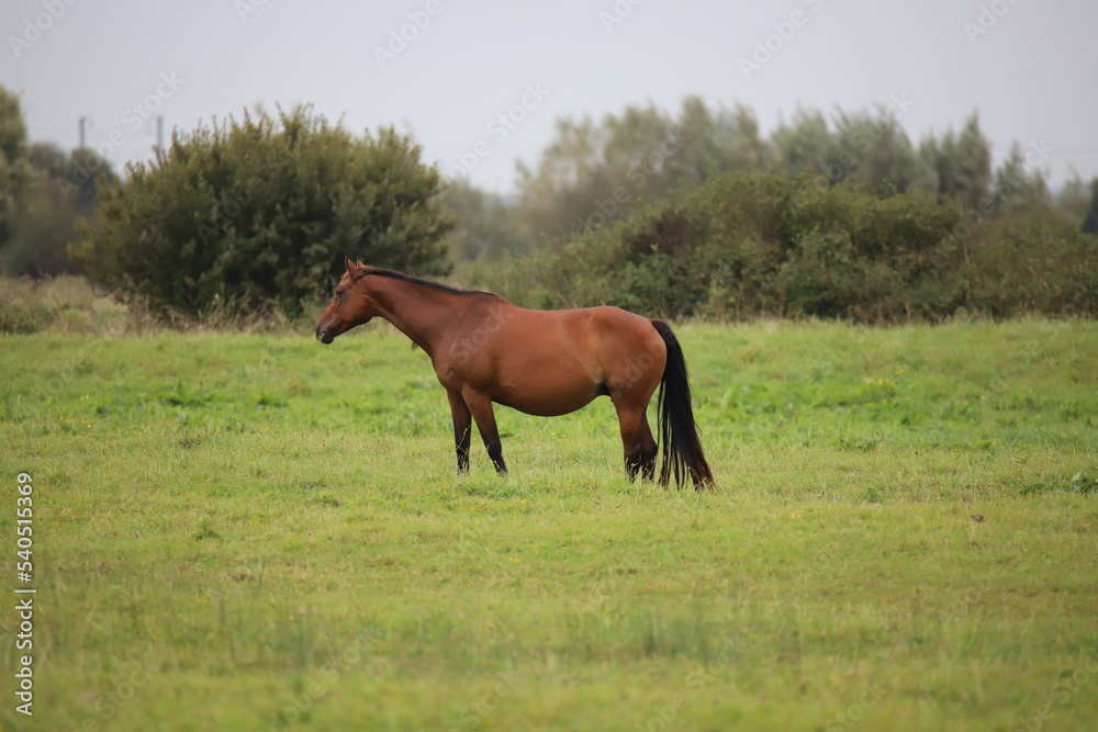Fototapeta premium Chveaux Normandie