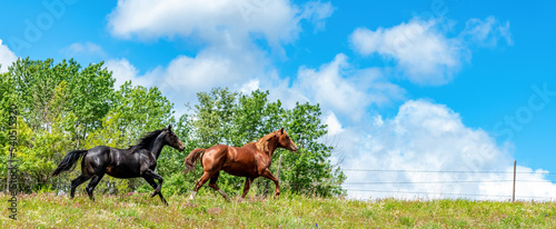 Beautiful wild horses run along the top of a ridge