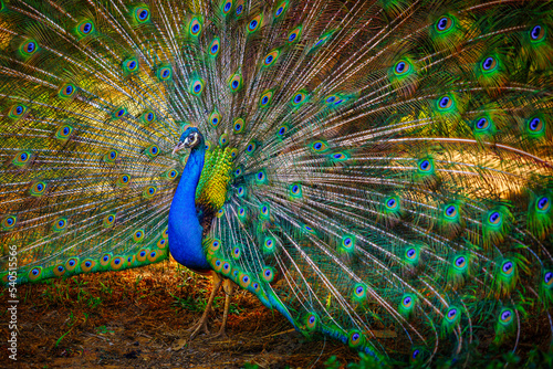 peacock with feathers