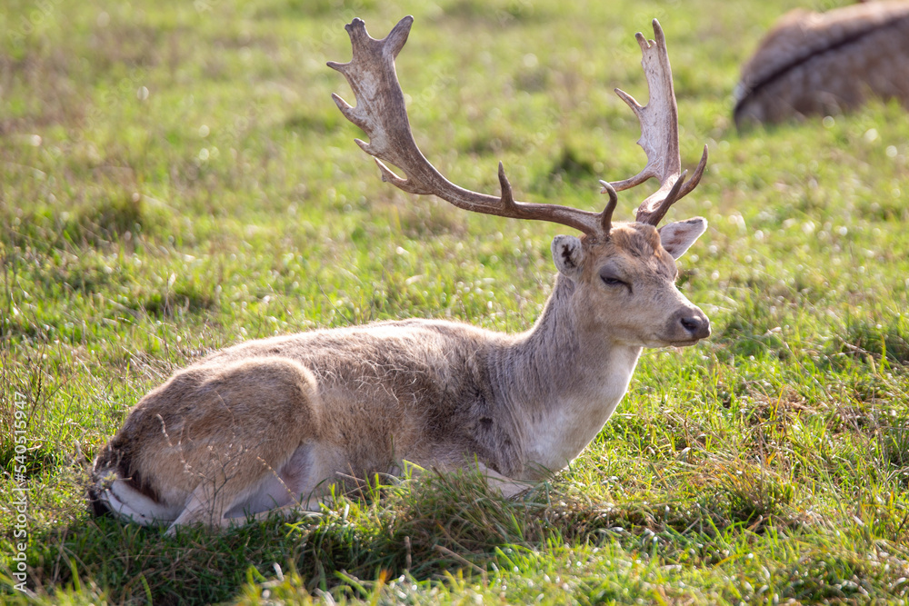 deer in the woods