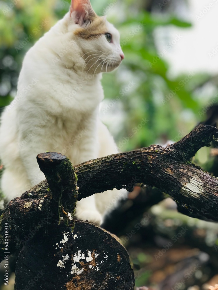 cat on the tree