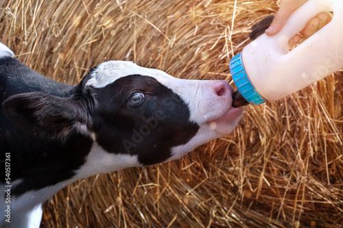 cute little calf   feeding from  bottle against  hay. nursery on a farm. close up photo