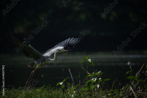 Grey heron flying on lake