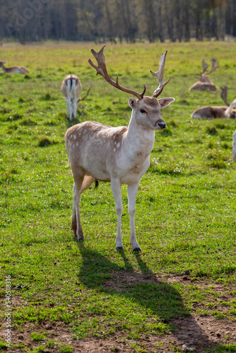 deer in the grass