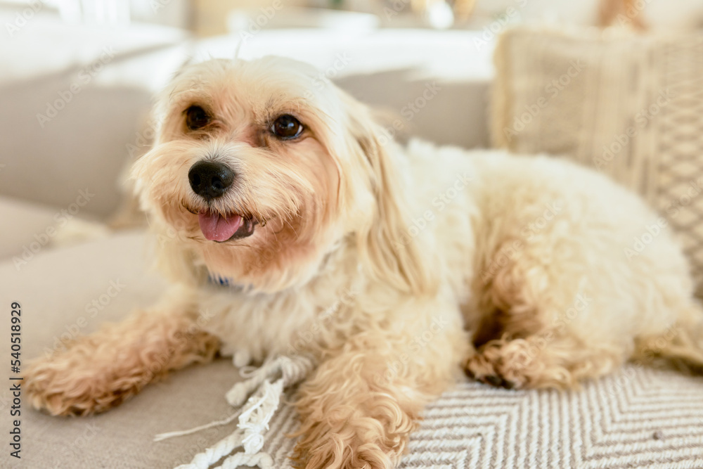Cute little chinese crested dog with beige fluffy fur lying on sofa sticking tongue, having rest after walking outside, looking funny and adorable with small paws, black nose and eyes