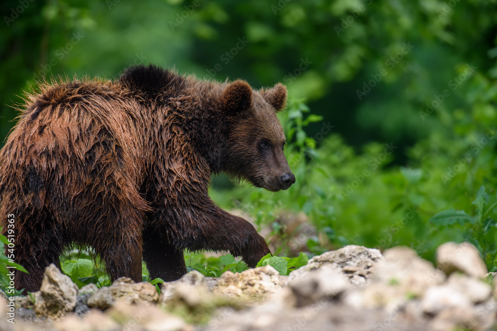 Wild Brown Bear (Ursus Arctos) in the summer forest. Animal in natural habitat Wild Brown Bear (Ursus Arctos) in the summer forest. Animal in natural habitat