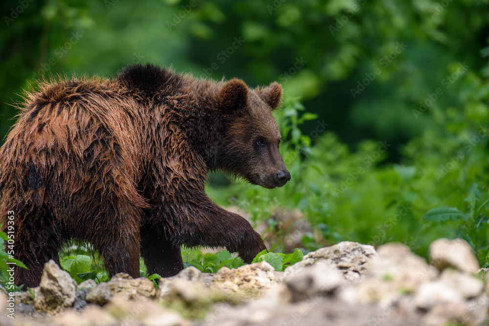 Wild Brown Bear (Ursus Arctos) in the summer forest. Animal in natural habitat