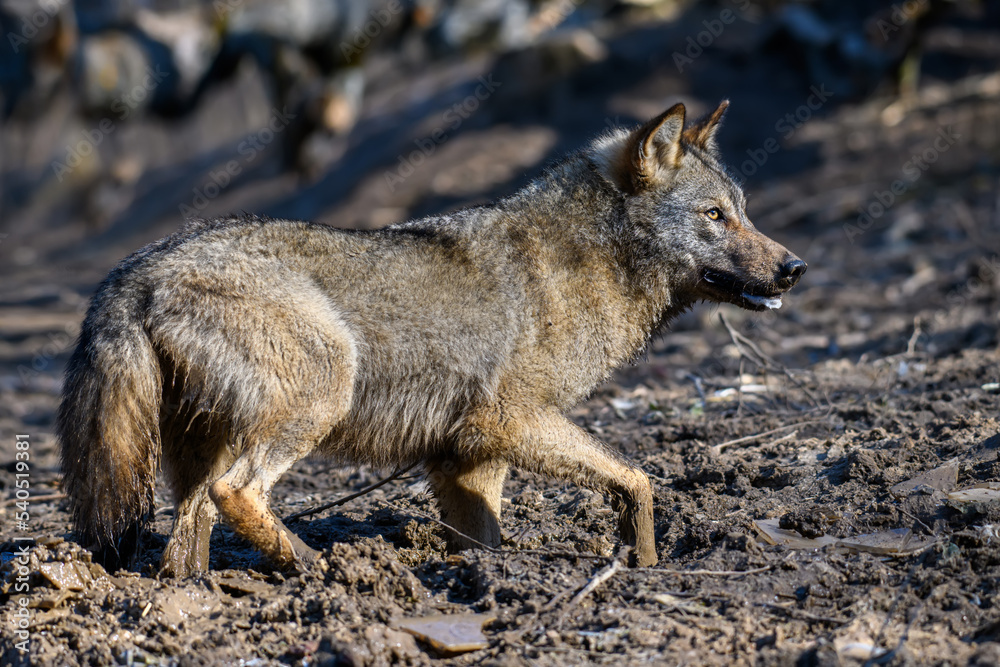 Wolf in forest. Wildlife scene from nature. Animal in the natural habitat