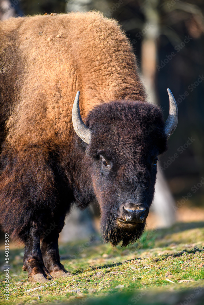 Wild adult Bison in the autumn forest. Wild animal in the natural habitat Wild adult Bison in the autumn forest. Wild animal in the natural habitat