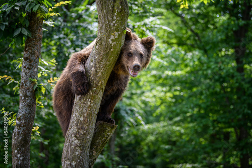 Wild Brown Bear (Ursus Arctos) in the summer forest on tree. Animal in natural habitat
