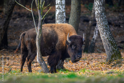 Wild adult Bison in the autumn forest. Wild animal in the natural habitat