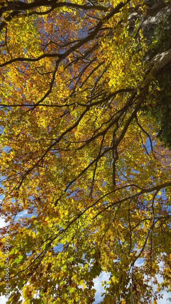 Vertical spinning view from bottom on autumn forest crown Vertical spinning view from bottom on autumn forest crown