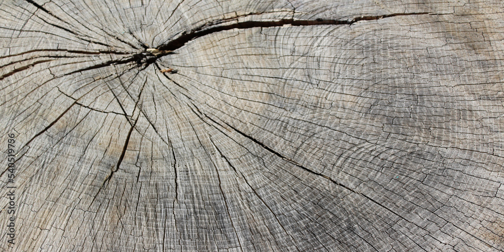 Fototapeta premium wood texture