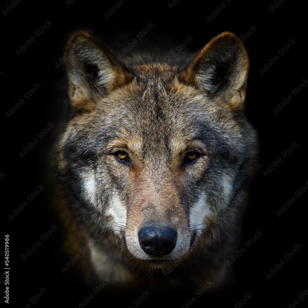 Wolf portrait on dark background. Wildlife scene from nature. Animal in the natural habitat