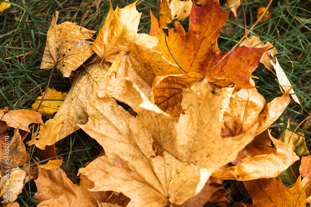 autumn yellow leaves, background, close-up. Golden autumn autumn yellow leaves, background, close-up. Golden autumn