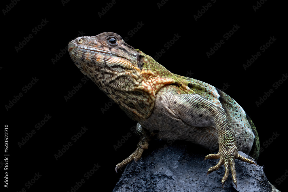Obraz premium Ctenosaura similis Closeup on stone with isolated background, Ctenosaura similis lizard closeup