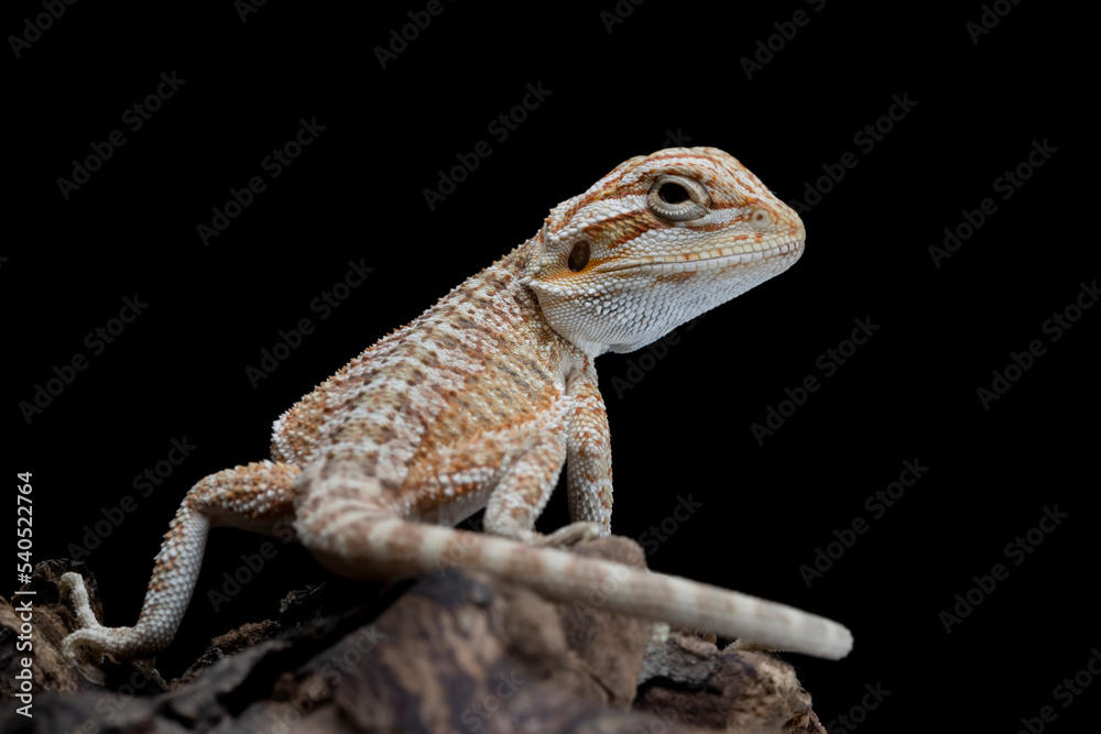 Naklejka premium Closeup Bearded Dragon on wood with isolated background, Bearded Dragon closeup 