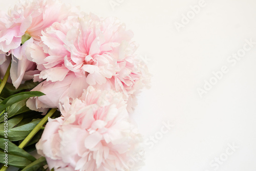 Bouquet of flowers. Pink and white peonies on white background. Beautiful flowers for valentines and wedding scene. Valentines and 8 March Mother Women s Day concept.