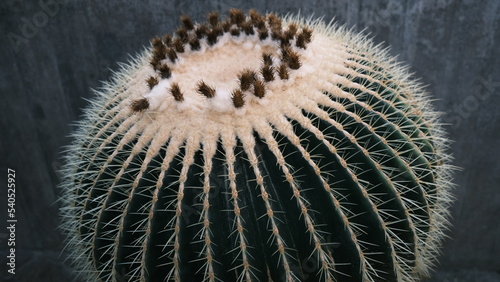 Close up of a cactus