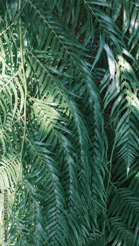 Fern leaves background
