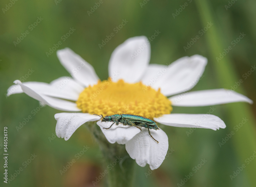 Fototapeta premium bee on a flower