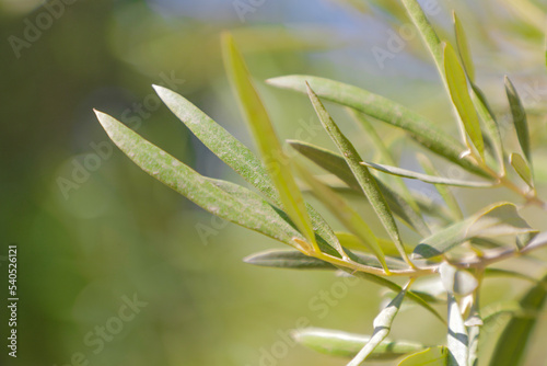 Detail of leaves on olive tree