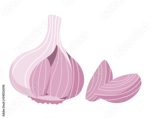 Garlic and garlic clove. Ingredient and seasoning for the dish. Natural healthy food and diet. Vegetarian product. Flat vector illustration isolated on white background