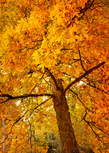 Autumn leaves on a tree