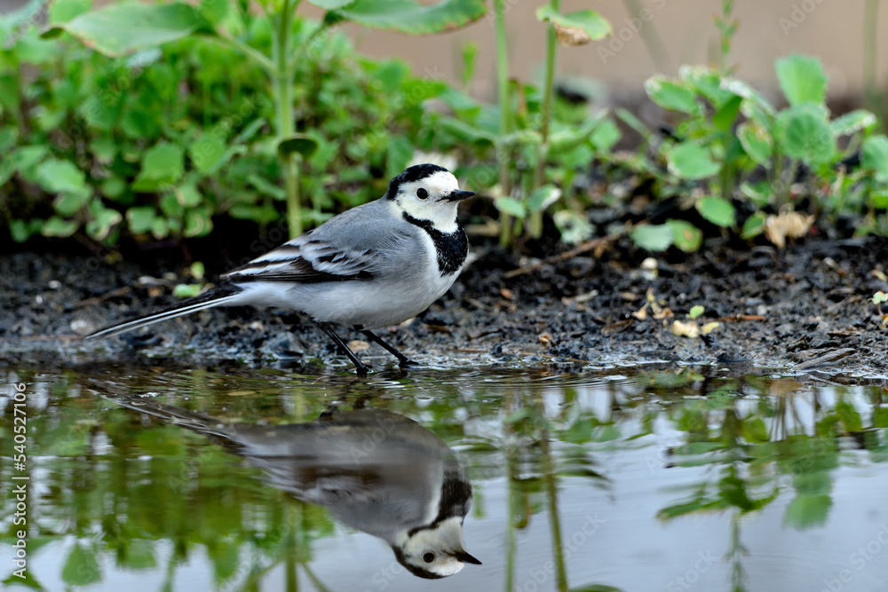 lavandera blanca o aguzanieves bebiendo bañándose y comiendo en el estanque del parque (Motacilla alba) lavandera blanca o aguzanieves bebiendo bañándose y comiendo en el estanque del parque (Motacilla alba)