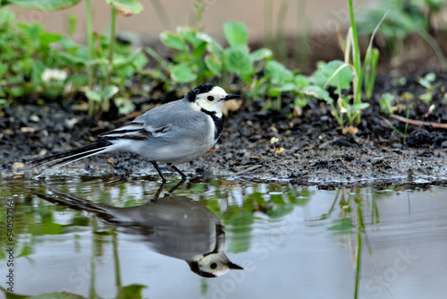 lavandera blanca​ o aguzanieves bebiendo bañándose y comiendo en el estanque del parque (Motacilla alba)