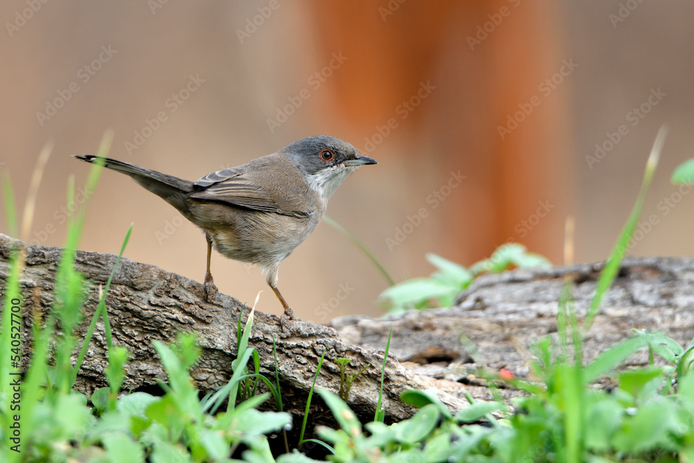 Naklejka premium curruca cabecinegra​ o curruca de los brunos (Sylvia melanocephala) posada sobre un viejo tronco con brotes verdes 