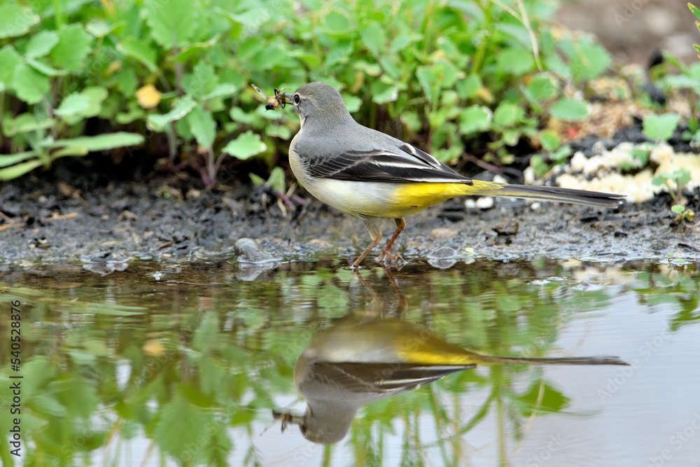 lavandera cascadeña comiendo y bañándose en el estanque de parque (motacilla cinerea) lavandera cascadeña comiendo y bañándose en el estanque de parque (motacilla cinerea)
