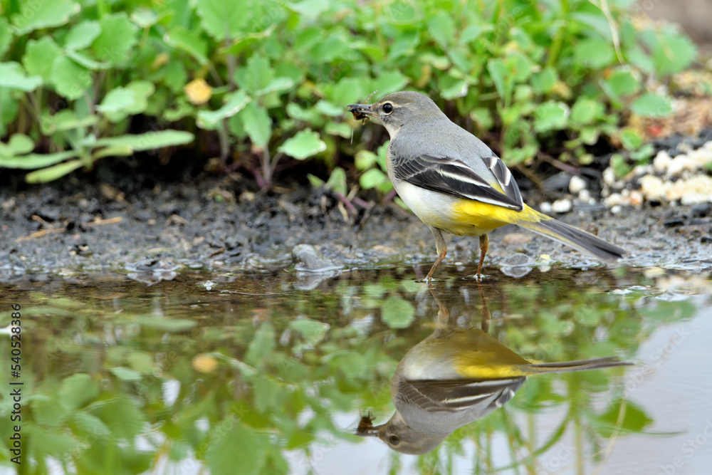 Obraz premium lavandera cascadeña comiendo y bañándose en el estanque de parque (motacilla cinerea)