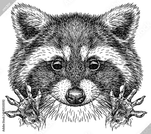 Vintage engrave isolated raccoon set illustration cut ink sketch. Wild pet background line thief racoon vector art