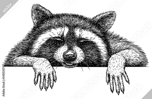 Vintage engrave isolated raccoon set illustration cut ink sketch. Wild pet background line thief racoon vector art