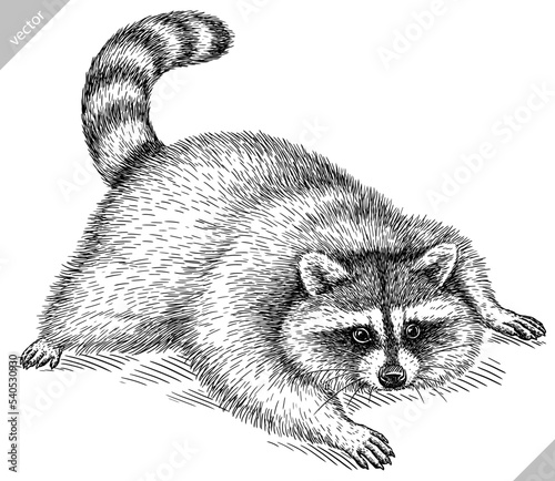 Vintage engrave isolated raccoon set illustration cut ink sketch. Wild pet background line thief racoon vector art