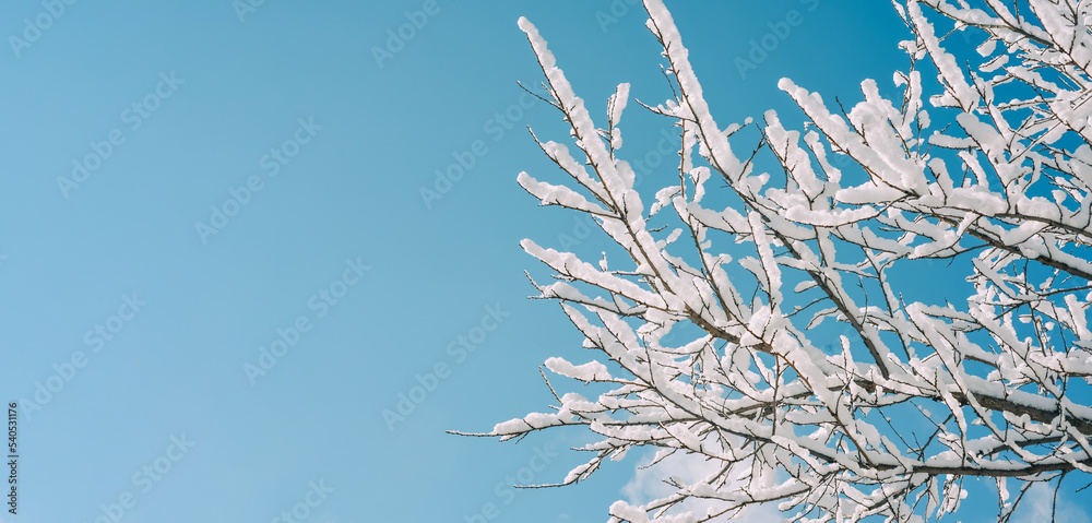 Winter background, Snow-covered branches on the backdrop of blue sky Winter background, Snow-covered branches on the backdrop of blue sky